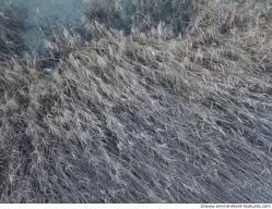 Photo Textures of Ground Grass Dead